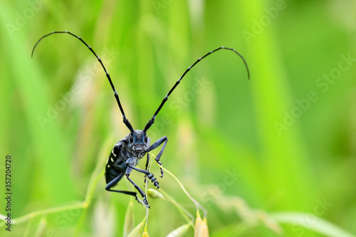 A long-horned corn beetle that lives hard in the grass © TETSUZO KIZZGAWA