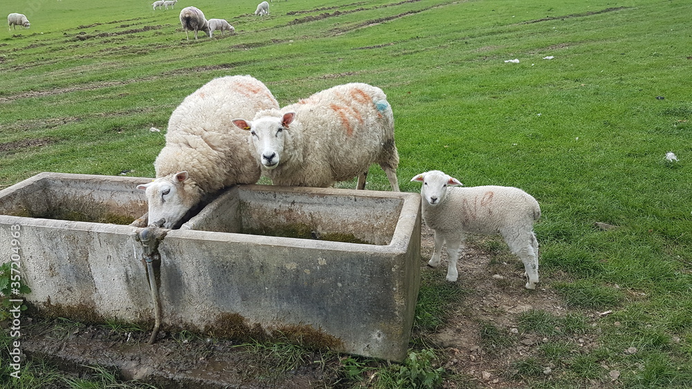 Naklejka premium sheep in the field