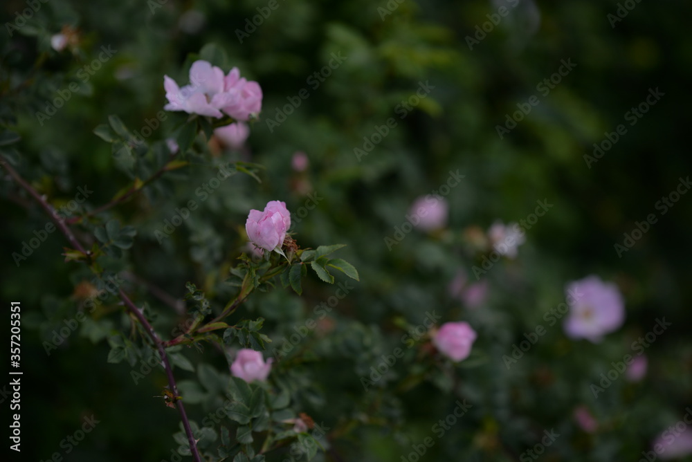 rosehip flowers on beautiful summer day rosehip flowers on beautiful summer day