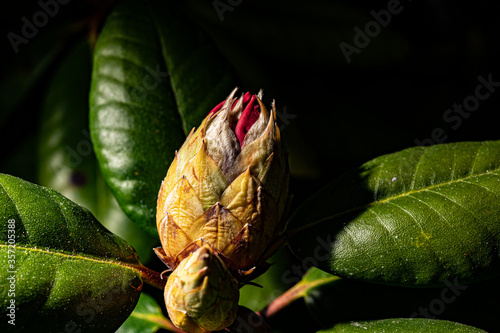 Knospe eines Rhododendro
