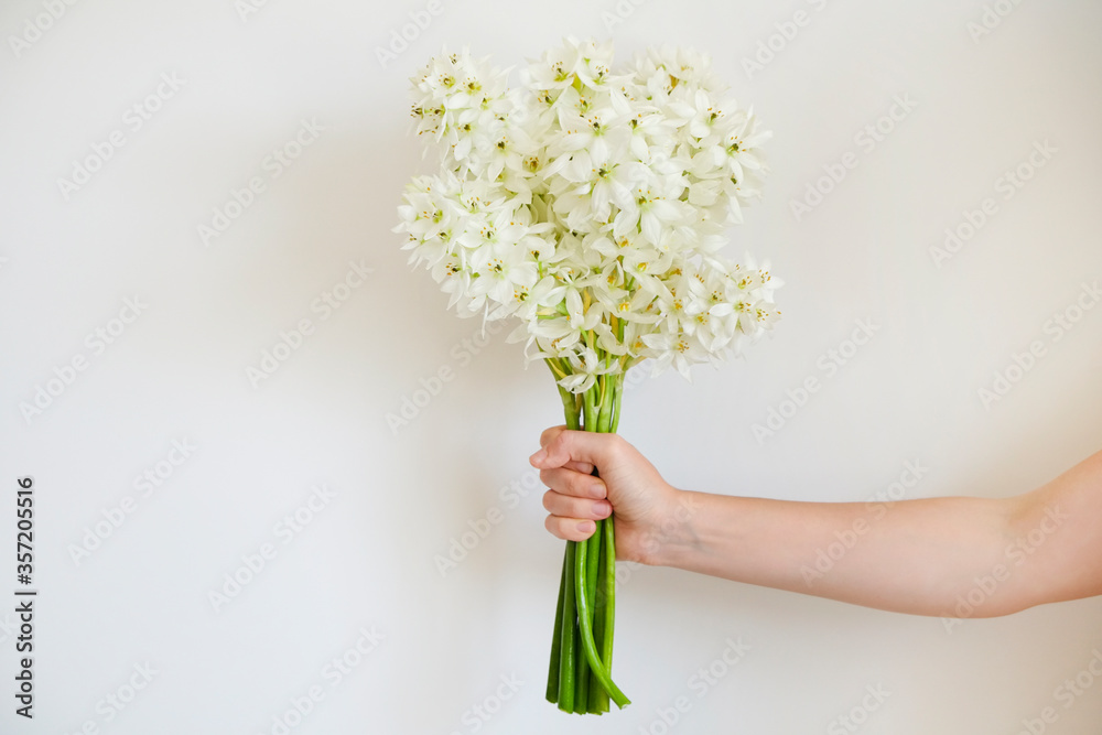 Cropped shot of female hand holding a bright bouquet of ornithogalum peonies w/ lush buds. Woman with spring flowers. White backgound, copy space for text. Top view, close up, minimalistic composition