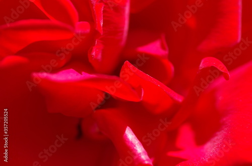 Close-up of beautiful bright red rose flower. Rose blossom. Rose petals. Macro. Isolated. Standalone.