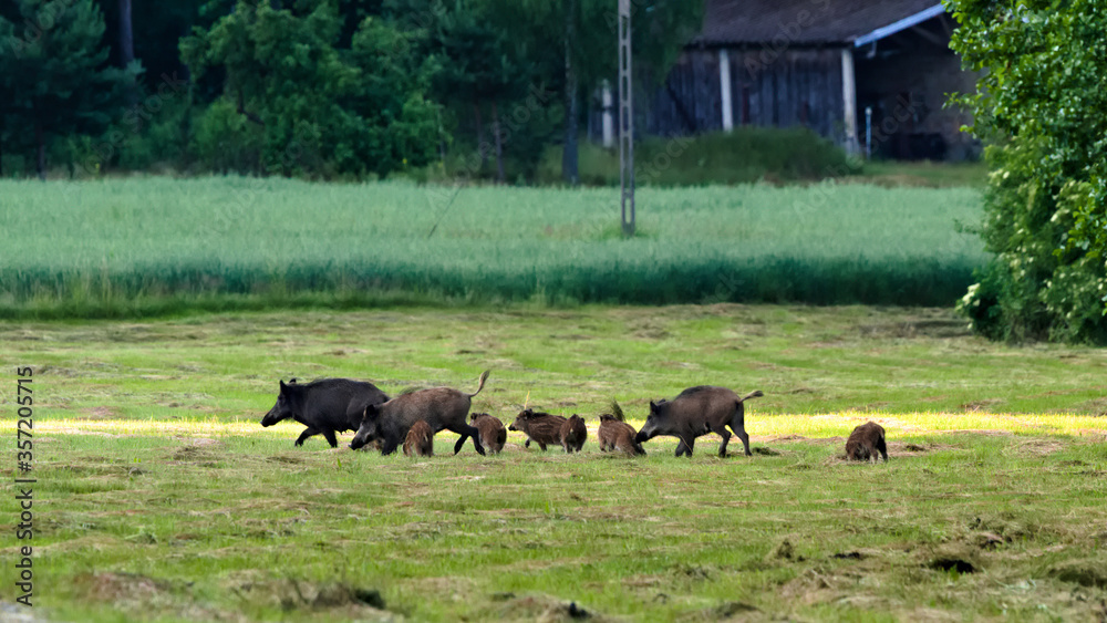 Wild boars in the meadow