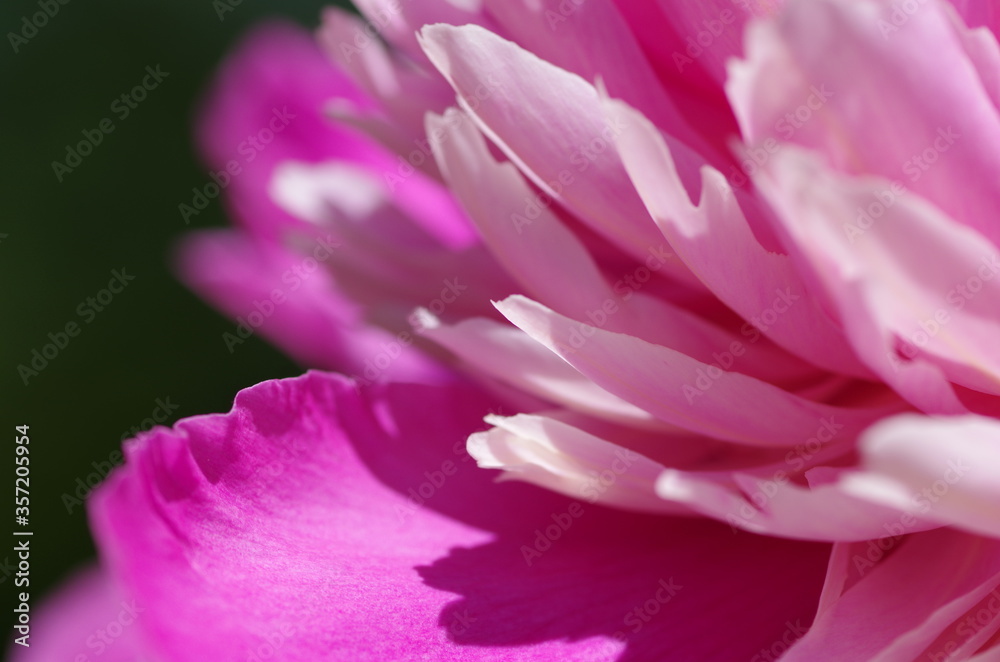 Fascinating Close-up of beautiful light pink peony flower. Peony blossom. Macro. Standalone. Isolated. 