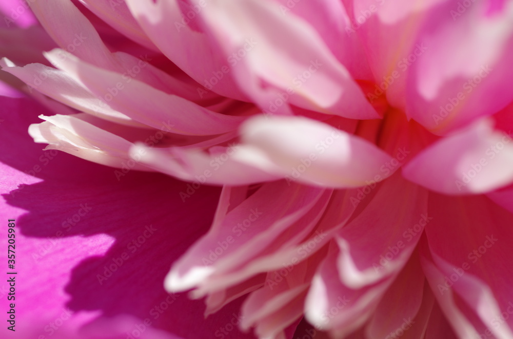 Fascinating Close-up of beautiful light pink peony flower. Peony blossom. Macro. Standalone. Isolated. 
