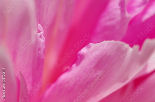 Fascinating Close-up of beautiful light pink peony flower. Peony blossom. Macro. Standalone. Isolated. 