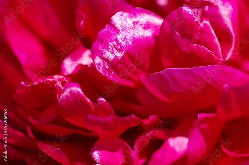 Fascinating Close-up of beautiful cherry red peony flower. Peony blossom. Macro. Standalone. Isolated.