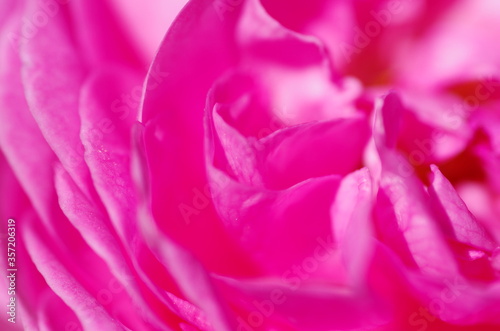 Fascinating Close-up of beautiful light pink peony flower. Peony blossom. Macro. Standalone. Isolated. 