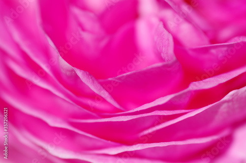 Fascinating Close-up of beautiful light pink peony flower. Peony blossom. Macro. Standalone. Isolated. 