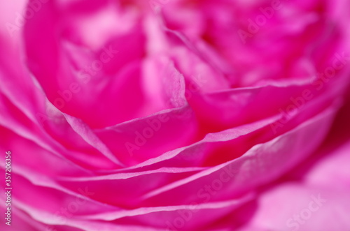 Fascinating Close-up of beautiful light pink peony flower. Peony blossom. Macro. Standalone. Isolated. 