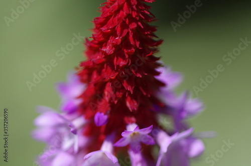 Close-up of beautiful primrose shining in the sun. Standalone. Macro. Isolated.
