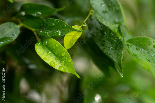 Large drops of transparent rain water on a green leaf of ficus macro.Drops of dew in the morning glow.leaf texture in nature.