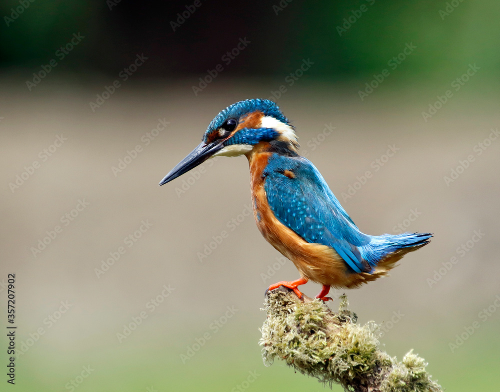 Male common kingfisher fishing from a perch Male common kingfisher fishing from a perch