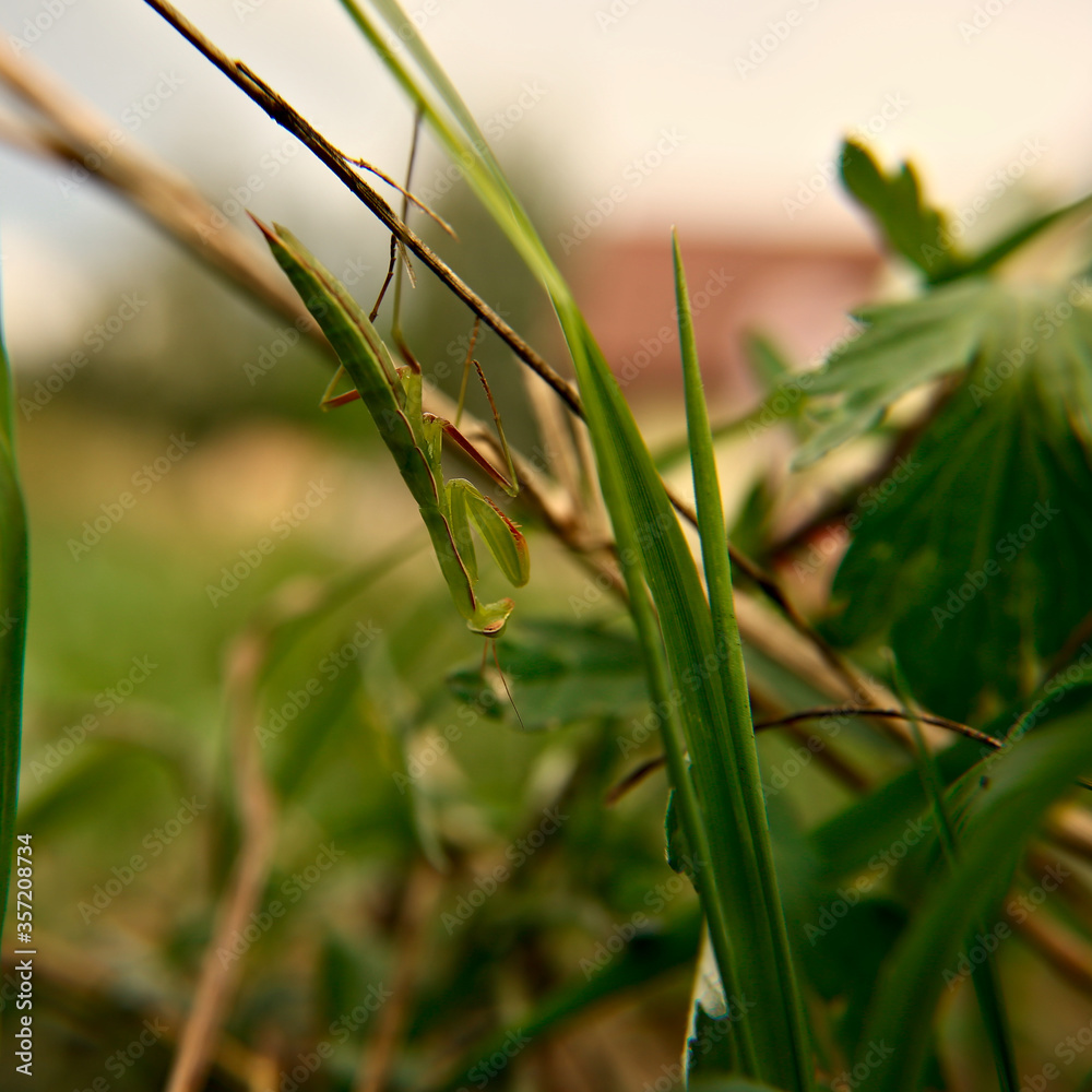 mantis on the grass mantis on the grass