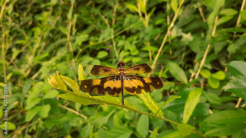 butterfly on a yellow flower © mssozib