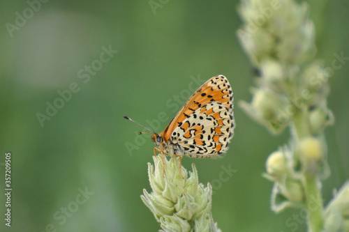 lesser spotted fritillary butterfly, Melitaea trivia, in wild meadow. Beautiful Iparhan butterfly on plant