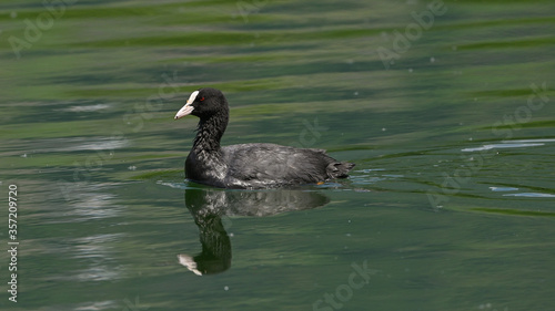 Folaga nuota sull'acqua calma del lago in giugno photo