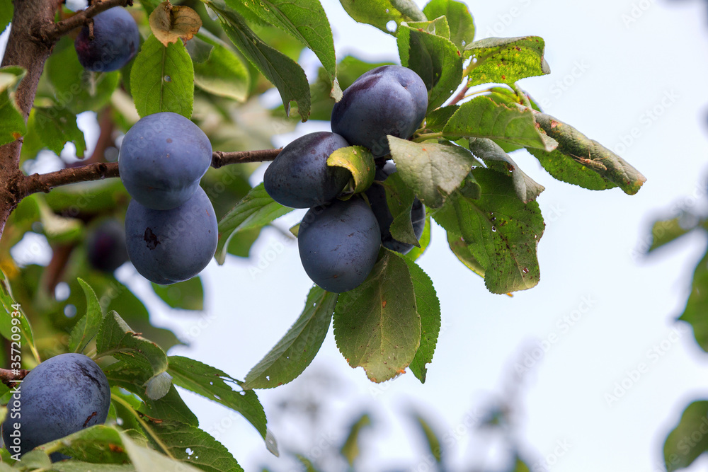 Ripe plums with green leaves on a branch. fresh berries. selective Focus