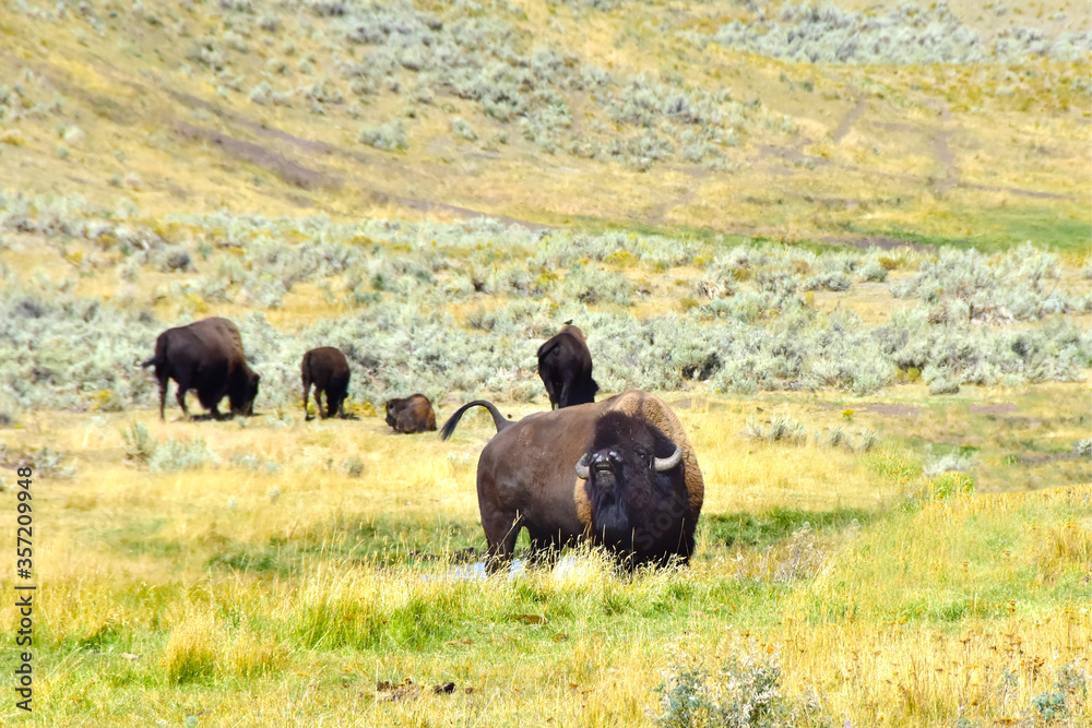 A herd of Buffalo at Yellowstone National Park. 