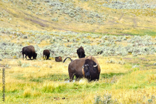 A herd of Buffalo at Yellowstone National Park. © bonniefink