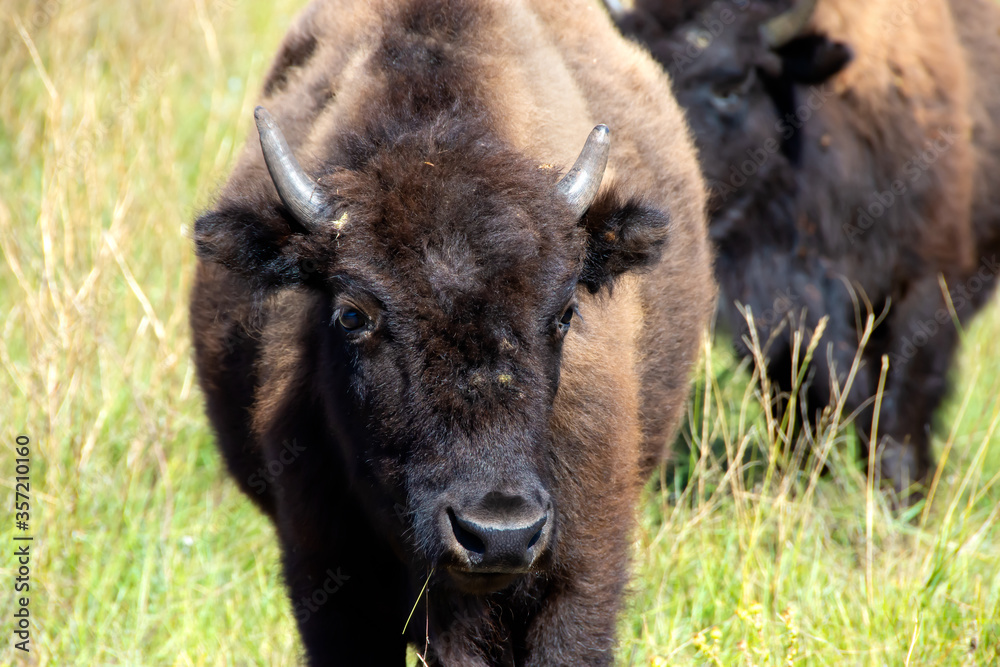 Closeup of a Buffalo at Custer State Park, South Dakota Closeup of a Buffalo at Custer State Park, South Dakota