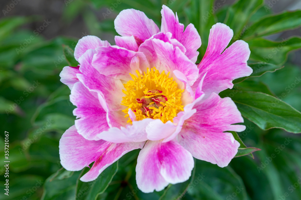 Pink peony flower on a background of emerald greenery in the garden. Pink pion. Pink peony flower on a background of emerald greenery in the garden. Pink pion.