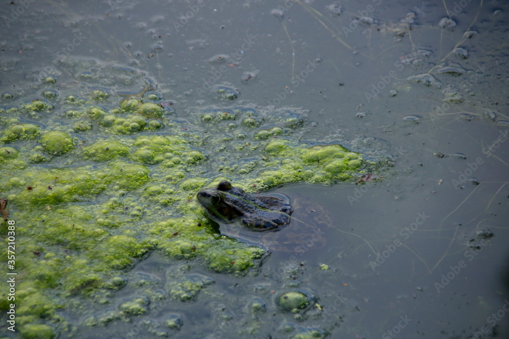 Kleiner frosch schaut aus dem wasser heraus Kleiner frosch schaut aus dem wasser heraus