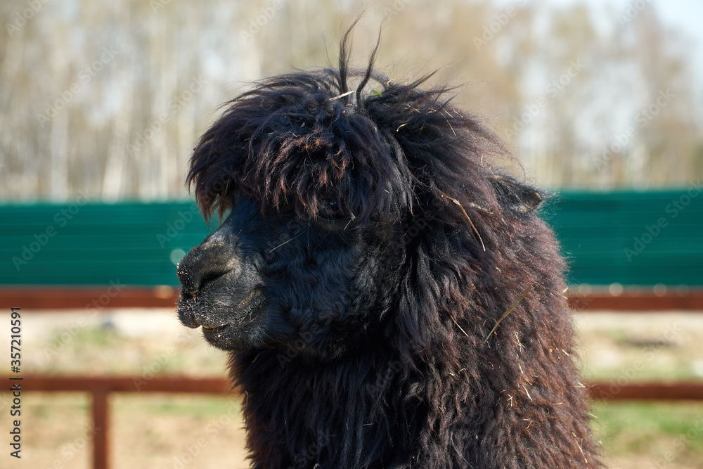 Lama at the zoo eating a carrot. Lama alpaca brown color of the fence. High quality photo Lama at the zoo eating a carrot. Lama alpaca brown color of the fence. High quality photo