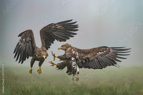 A pair of battling White tailed eagles (Haliaeetus albicilla) appear to be performing karate mid-air. Poland, europe. Fighting eagles. National Bird Poland.  © Albert Beukhof