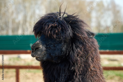 Lama at the zoo eating a carrot. Lama alpaca brown color of the fence. High quality photo photo