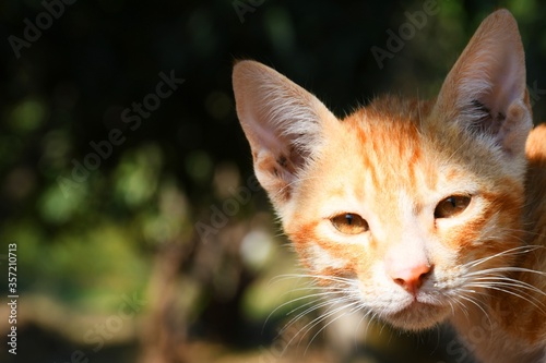 Beautiful Cat, Pat Animal at Kutch, Gujarat India © Sagar Rajgor