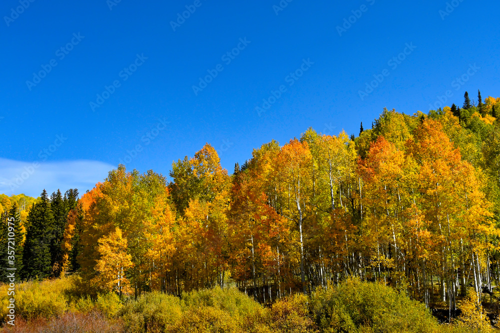 Fall colors in Colorado