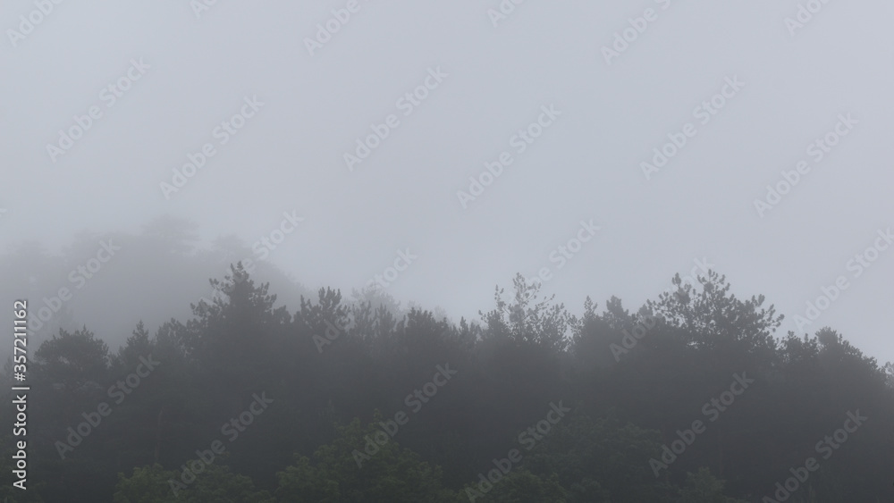 Obraz premium Wald im Nebel nach Regen, schemenhafte Bäume