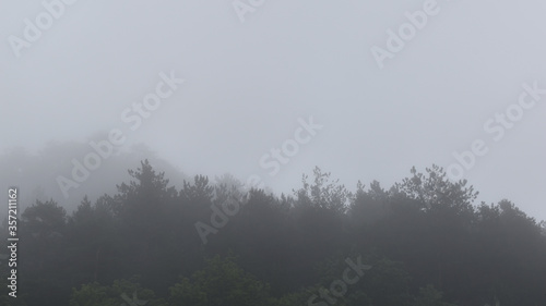 Wald im Nebel nach Regen, schemenhafte Bäume