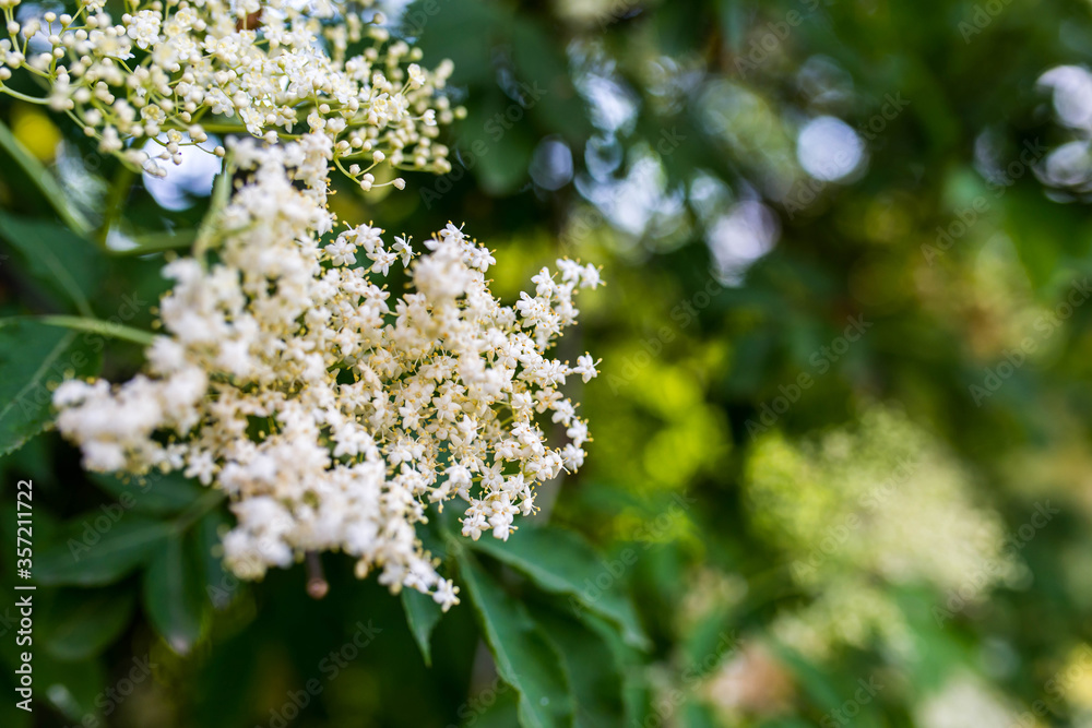 Blossoming elder flower ( sambucus nigra) close up shot, shallow depth of field, copy space. Blossoming elder flower ( sambucus nigra) close up shot, shallow depth of field, copy space.