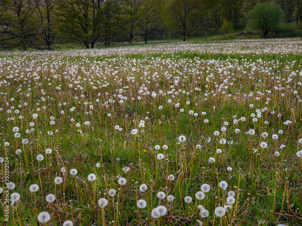Field of withering flowers with tree background in Sweden