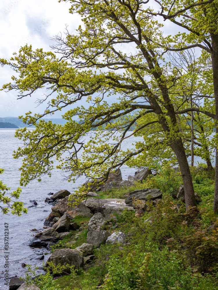 Trees on the shore by the sea in a Swedish landscape
