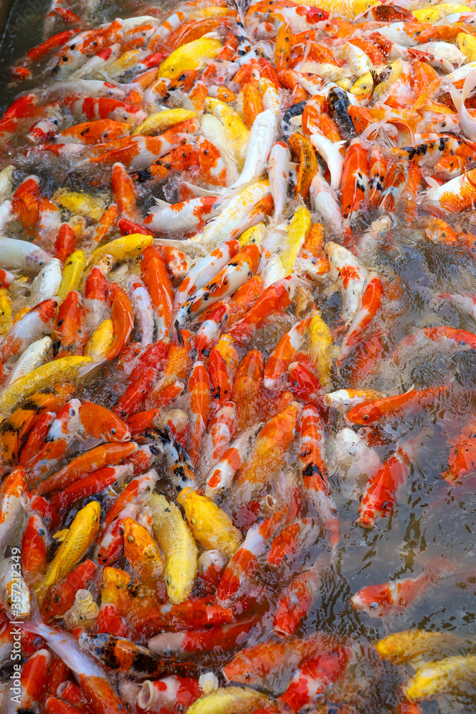 group fantasy carp fish in the water is beautiful group fantasy carp fish in the water is beautiful
