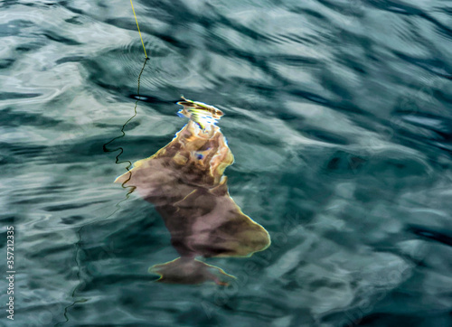 Catching halibut.