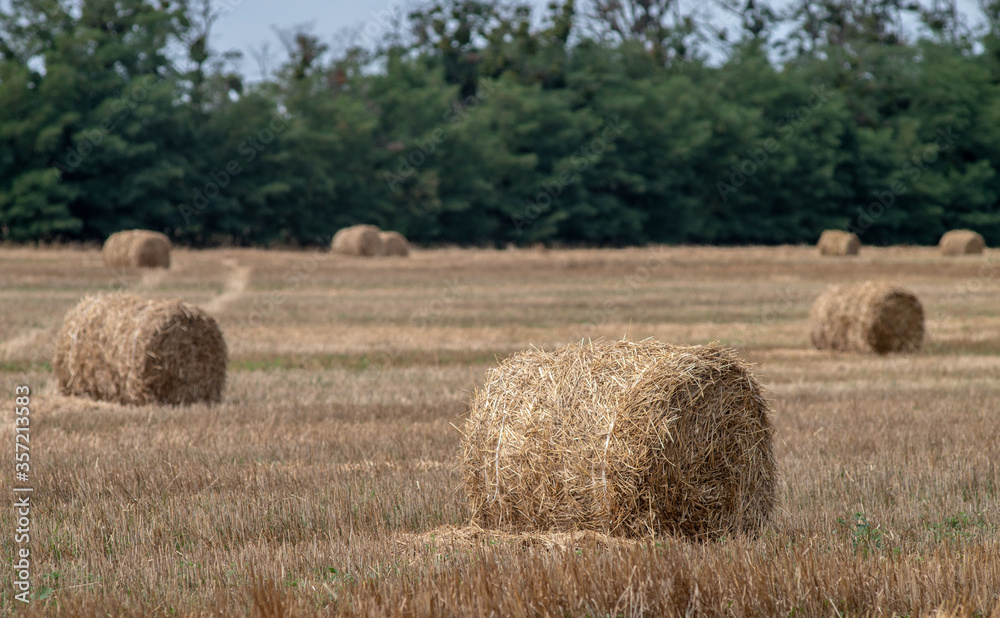 Bales of straw on a mown wheat field after harvesting. Selective focus.