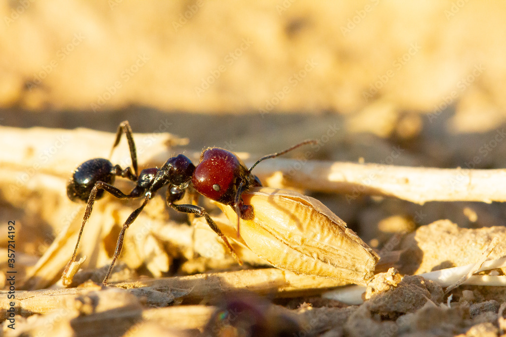 Hormiga granera (Messor barbarus), transportando granos de trigo sobre fondo amarillo. Hormiga granera (Messor barbarus), transportando granos de trigo sobre fondo amarillo.