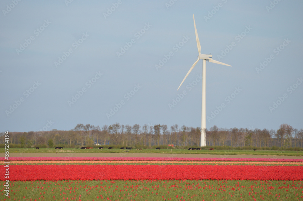 Wind turbine in tulip field in Netherlands