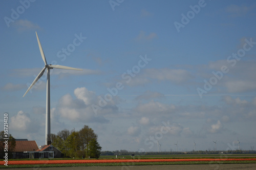 Wind turbine in tulip field in Netherlands