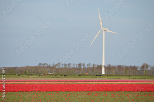 Wind turbine in tulip field in Netherlands