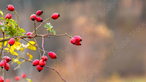 Rosehip bush with red berries on a blurred background. Copy space © Volodymyr