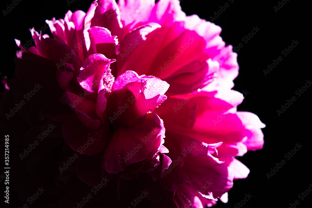 The peony bud with dew drops. Pink flower with water drops