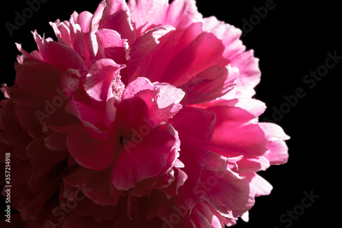 The peony bud with dew drops. Pink flower with water drops