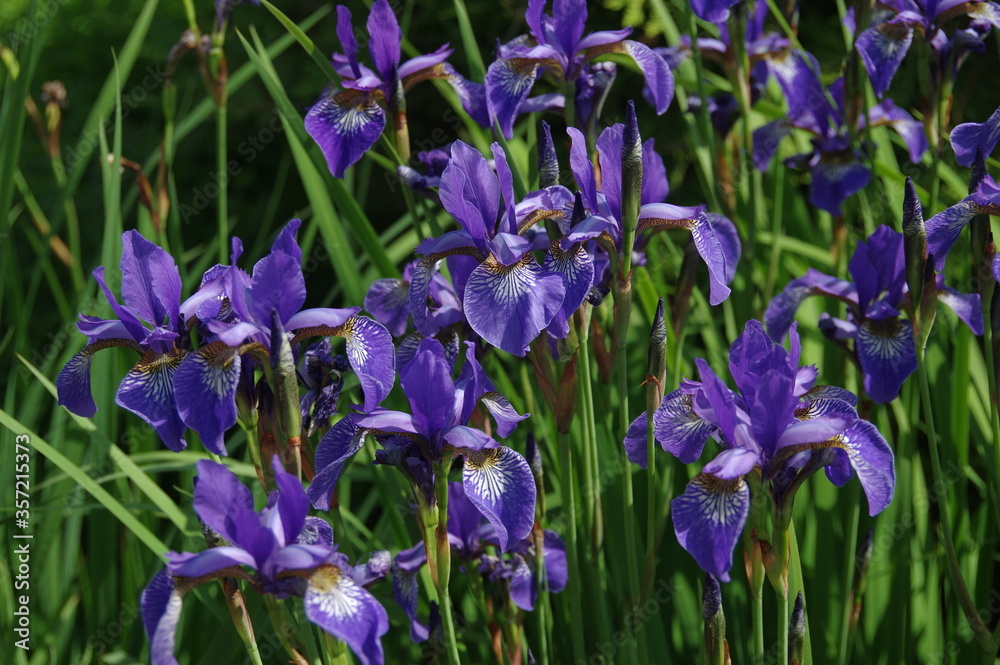 Iris, bunch of beautiful violet flowers. Garden