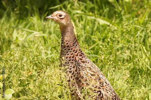 Female Common Pheasant (Phasianus colchicus) standing in a grassy meadow