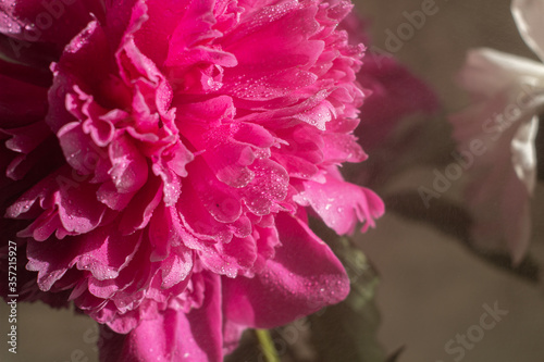 The peony bud with dew drops. Pink flower with water drops